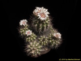 Gymnocalycium valnickekianum 220